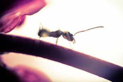 Close-up of insect on leaf