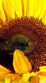 Close-up of sunflower