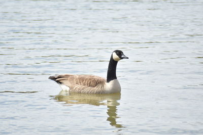 Duck swimming in lake