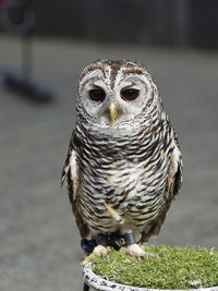 Close-up of owl perching on branch