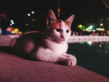 Portrait of cat relaxing at illuminated night