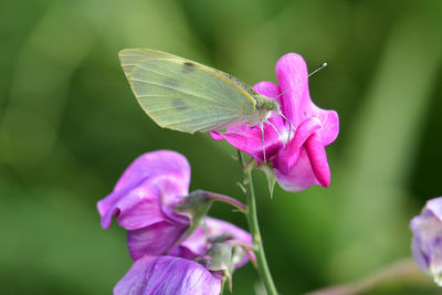 Close-up of a white cabbage  butterfly pollinating on a pink sweet pea flower