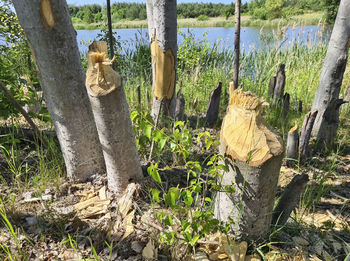 Rear view of woman sitting on tree trunk