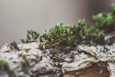 Close-up of moss growing on wood