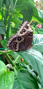 Close-up of butterfly on leaves