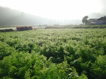 Scenic view of agricultural field against clear sky