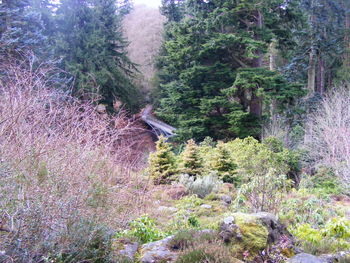 Low angle view of flower trees against sky