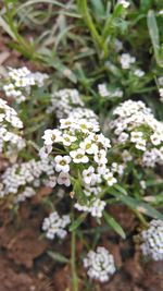 Close-up of white flowers blooming outdoors