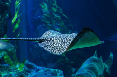 An electric stingray swims in an exotic ocean scene.