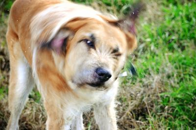 Close-up of dog on field