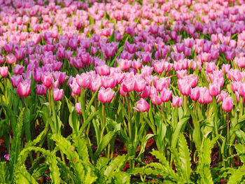 Close-up of pink flowers on field