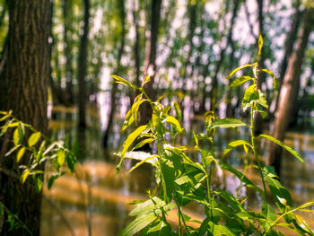 Close-up of fresh green plants in sunlight