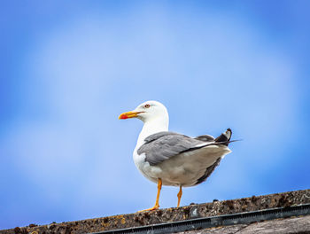 Low angle view of bird perching on wooden post