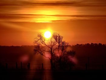 Silhouette of trees at sunset