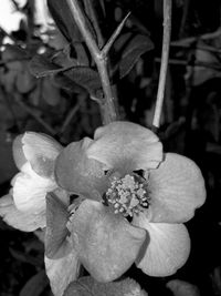 Close-up of flowers blooming outdoors