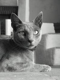 Close-up portrait of cat sitting