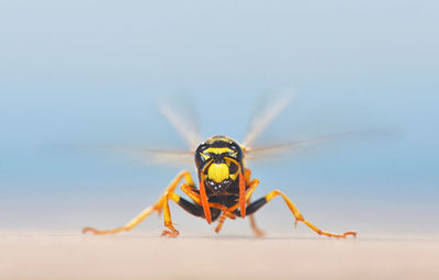 Close-up of insect on yellow background