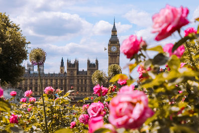 Low angle view of flowers blooming in park