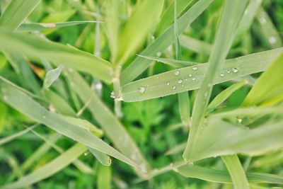 Close-up of raindrops on grass