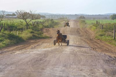 Horse cart on dirt road