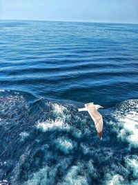 High angle view of seagull flying over sea