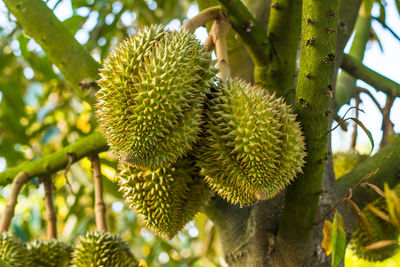 Close-up of fruit growing on tree