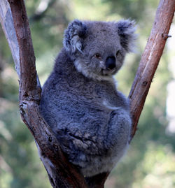 Close-up of a squirrel on tree