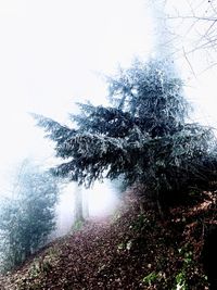 Trees in forest against clear sky during winter