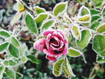 Close-up of pink rose