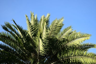 Low angle view of palm tree against clear blue sky