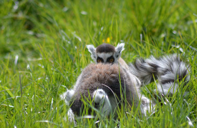 Lemurs on grass