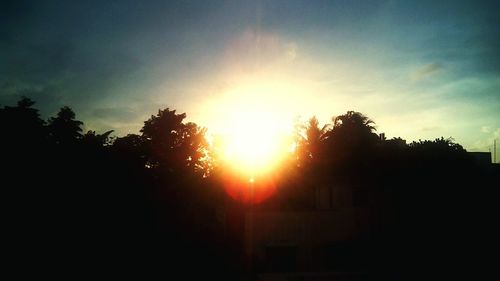 Silhouette of trees at sunset