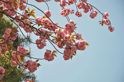 Low angle view of cherry blossoms against sky