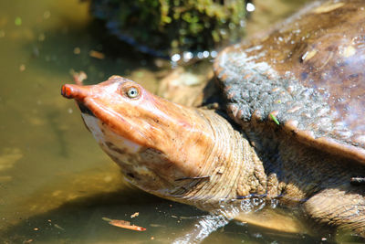 Close-up of fish swimming in sea