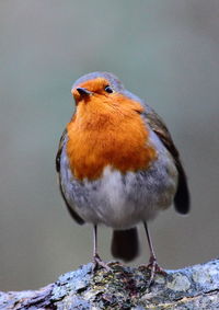 Close-up of bird perching on twig