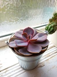 Close-up of rose in bowl on table