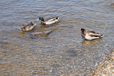 Ducks in water