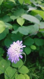 Close-up of purple flowering plant