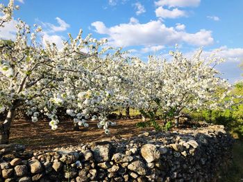 Close-up of cherry blossom against sky