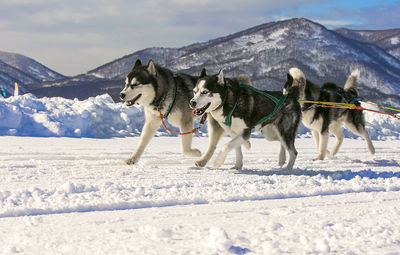 Sled dog race on snow in winter.