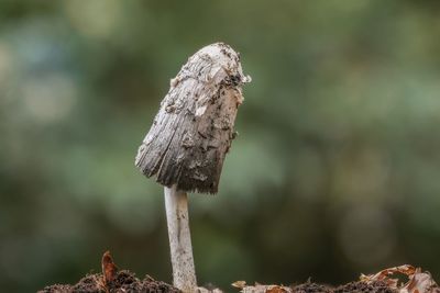 Close-up of mushroom growing on wood