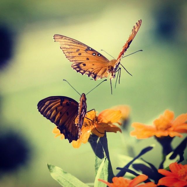 insect, animals in the wild, animal themes, one animal, wildlife, butterfly - insect, butterfly, focus on foreground, animal wing, flower, spread wings, animal markings, close-up, beauty in nature, pollination, nature, fragility, natural pattern, plant, animal antenna