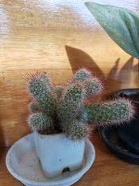 High angle view of succulent plant on table