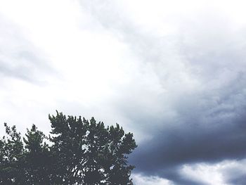 Low angle view of tree against sky