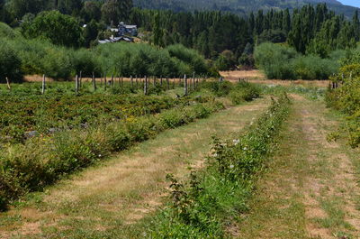 Scenic view of agricultural field