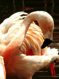 Close-up of swan in lake