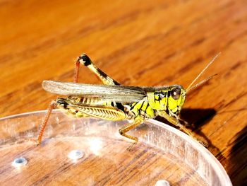 Close-up of insect on wood