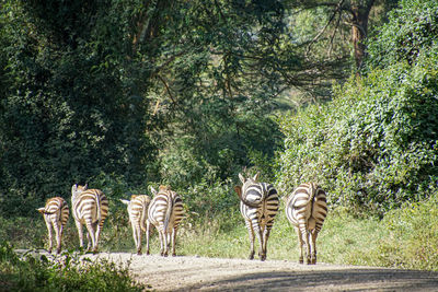 View of zebra and plants in forest