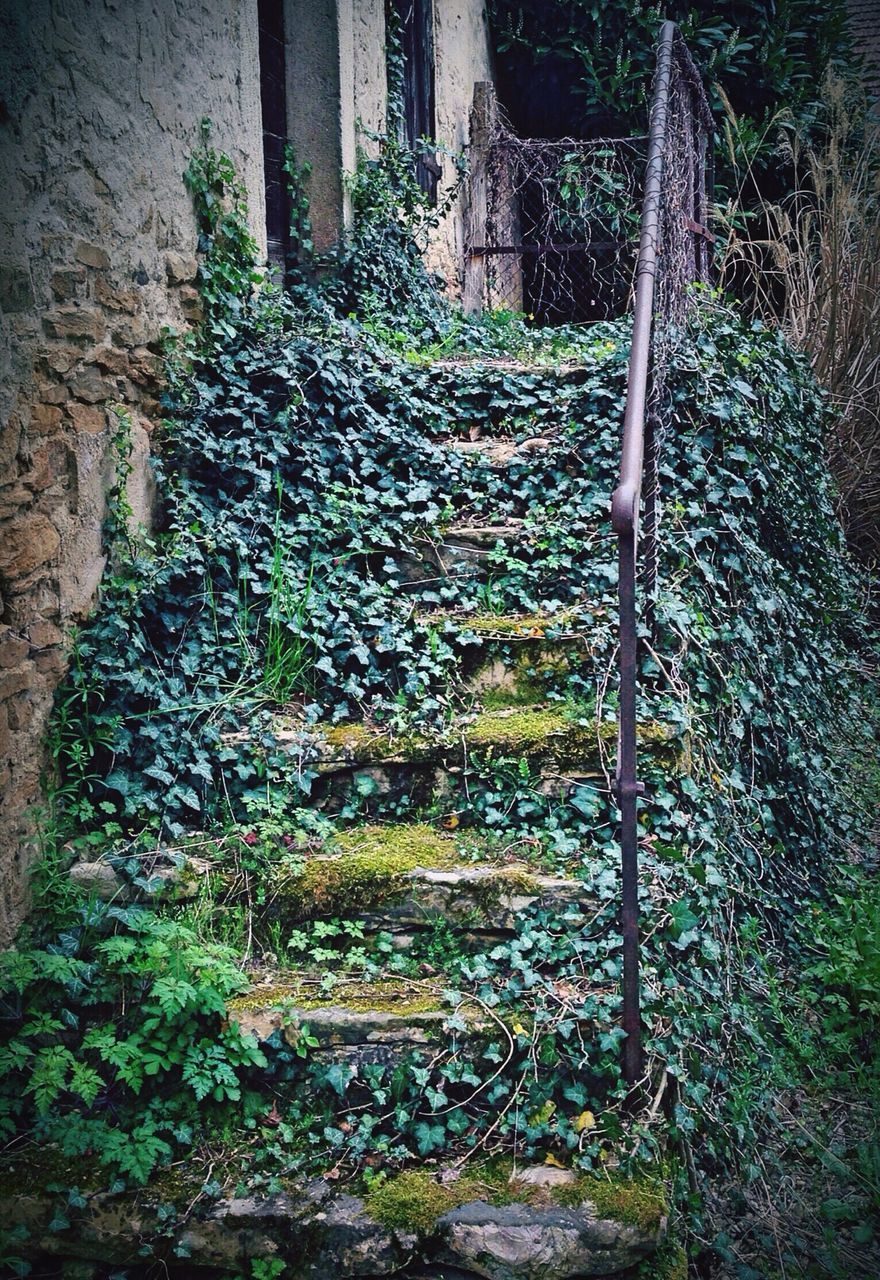 tree, plant, growth, tranquility, nature, forest, green color, the way forward, steps, sunlight, built structure, day, outdoors, tranquil scene, high angle view, rock - object, railing, beauty in nature, architecture, footpath