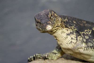 Close-up of lizard on rock